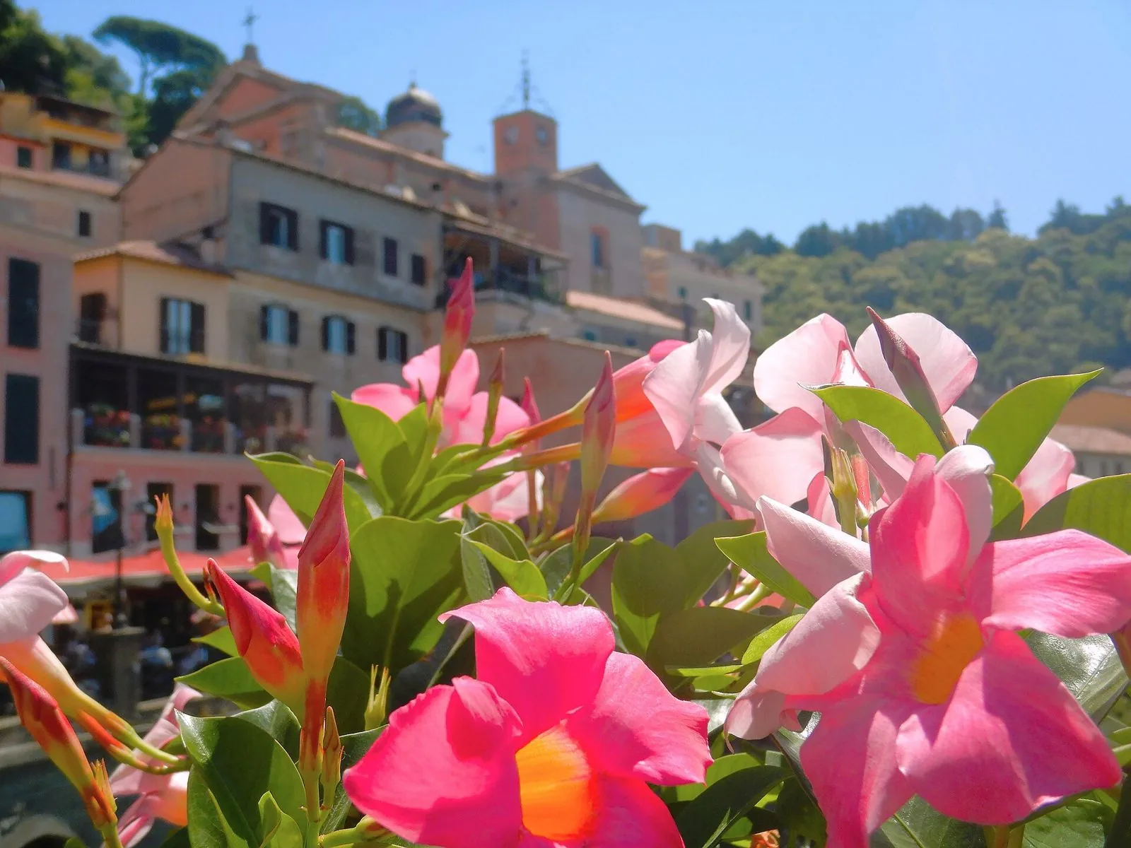 Il borgo di Nemi con il campanile e le case colorate dietro un vaso di fiori rosa