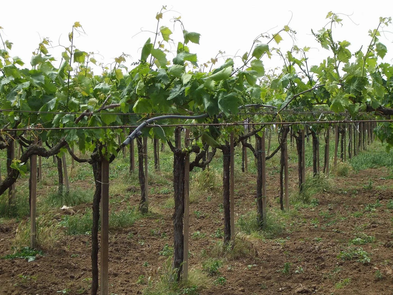 Filari di vite a pergola in primavera nella zona di Cecchina, ai Castelli Romani